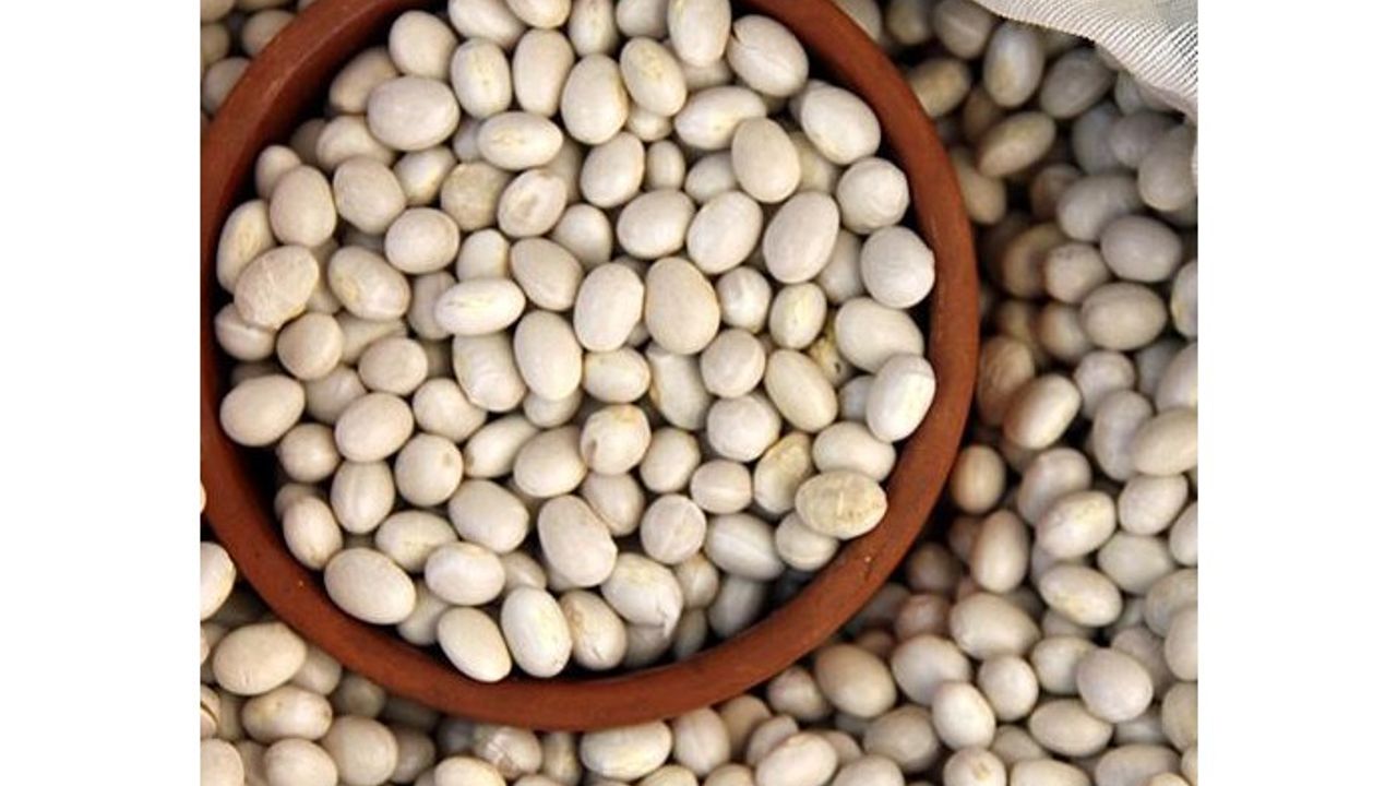 DÜNYACA ÜNLÜ AKKUŞ FASULYESİ TÜRKİYE’NİN 81 İLİNDE!