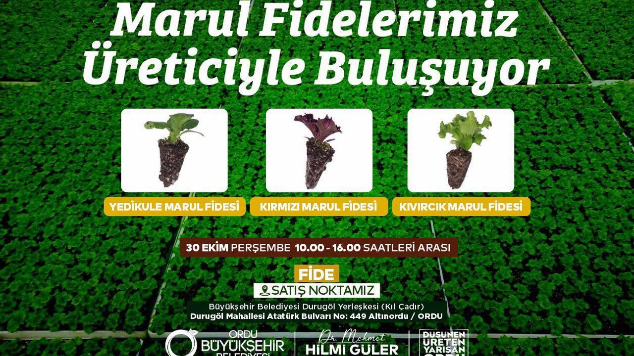 ORDU’DA MARUL FİDESİ DAĞITIMIYLA ÜRETİCİYE DESTEK