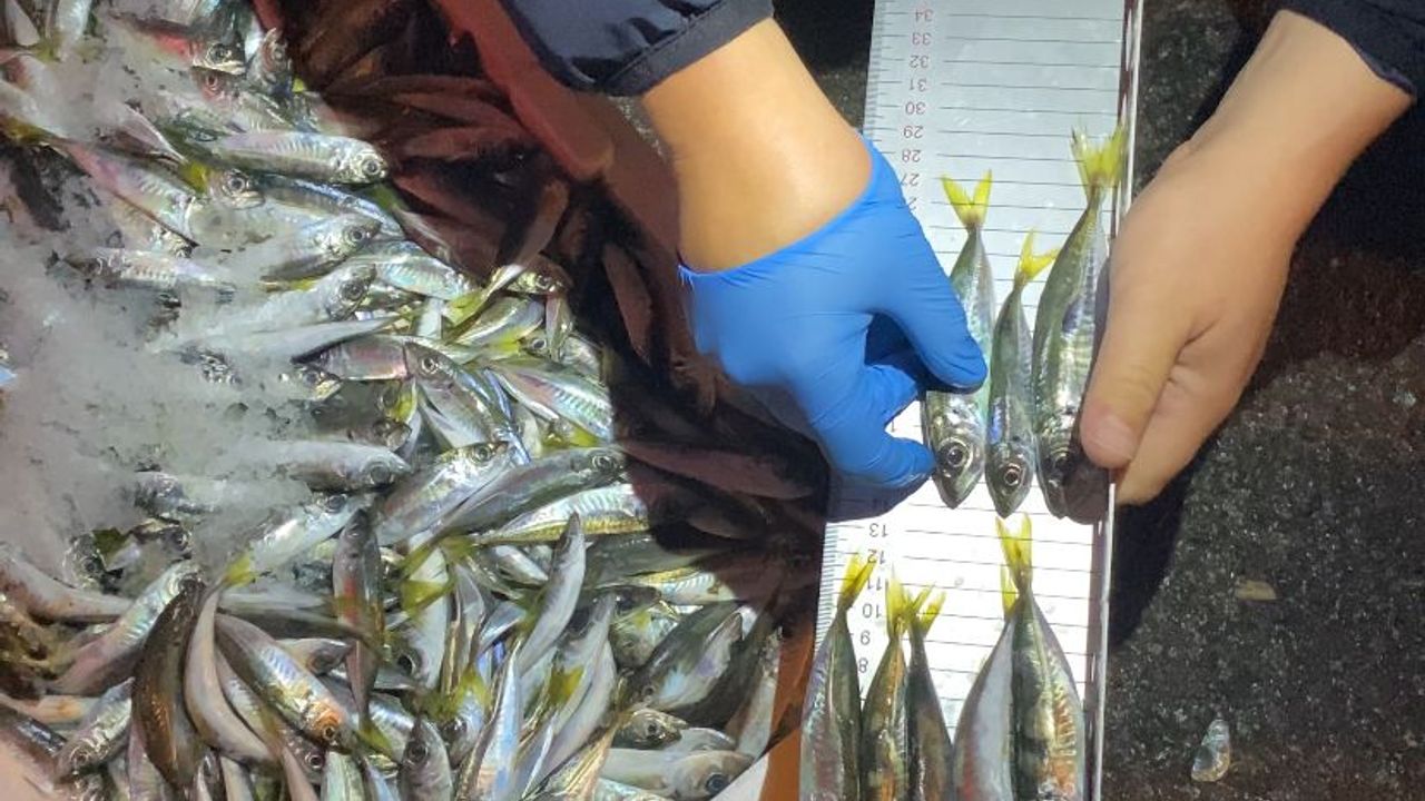 EKİPLER 150 KG İSTAVRİTE EL KOYDU