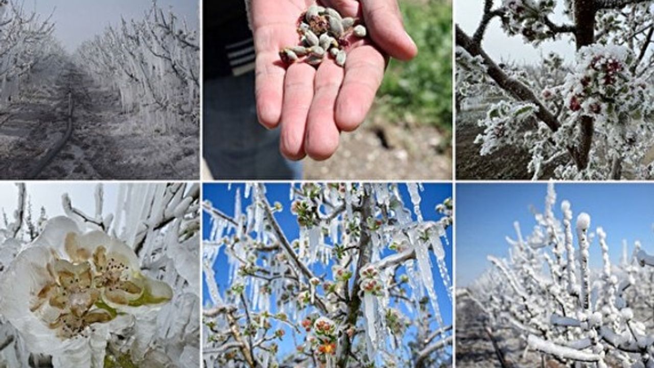 ZİRAİ DON DESTEĞİ BAŞLADI