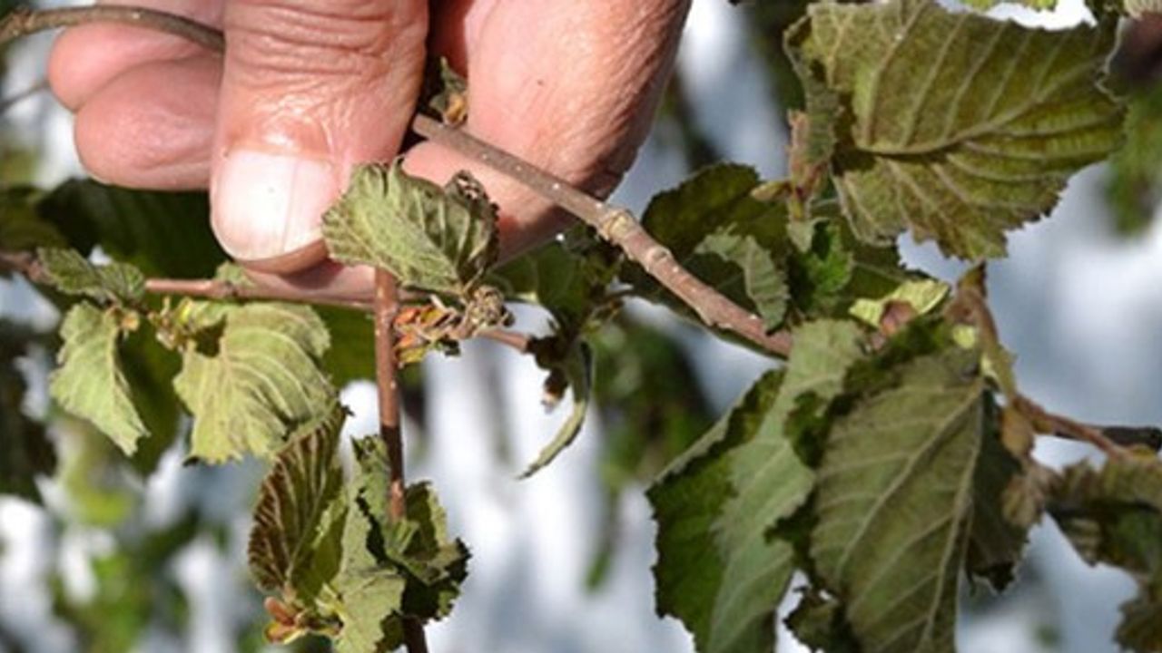 ORDU ‘DON’ PARASINI BEKLEYECEK!