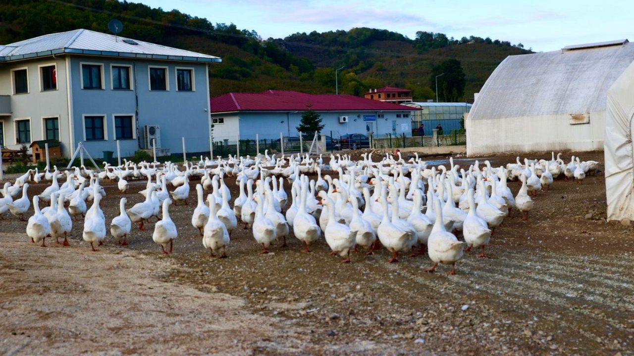 ORDU TARIMDA GÜÇLENİYOR