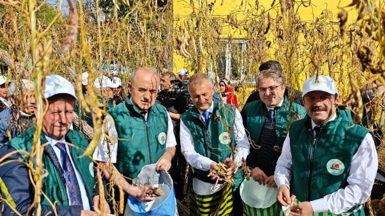 AKKUŞ ŞEKER FASULYESİNDE HASAT ZAMANI