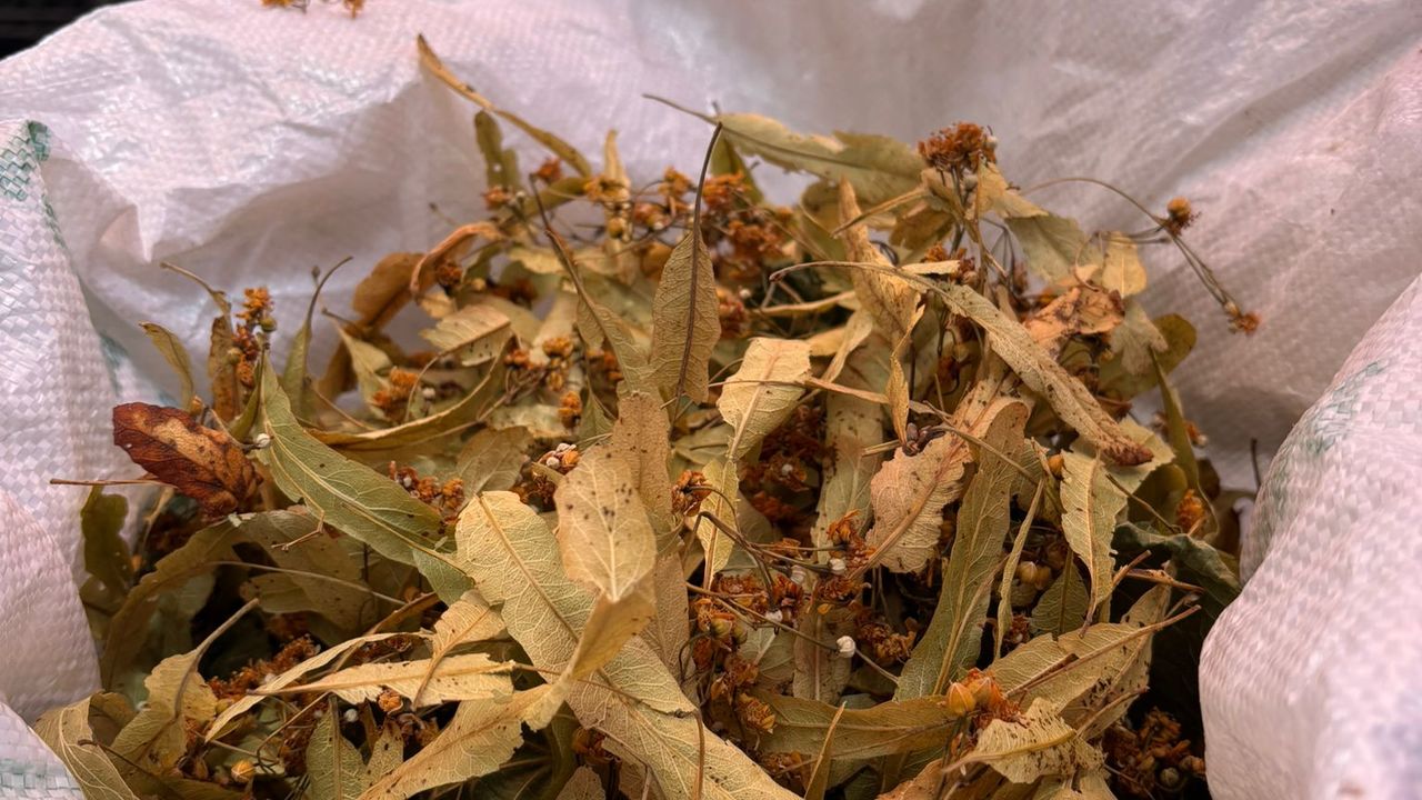 IHLAMURUN KİLOSU 2000 TL’YE ULAŞTI