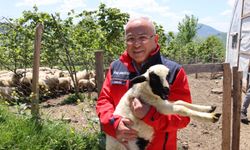BAŞKAN GÜLER: “DAĞITIMINI YAPTIĞIMIZ HAYVANLARI KENDİMİZ YETİŞTİRİYORUZ”