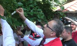 ORDU’DA KAHVERENGİ KOKARCA MÜCADELESİ; 270 BİN SAMURAY ARISI DOĞAYA SALINDI
