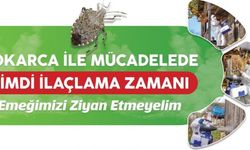 FATSA’DA FINDIK HASADI ÖNCESİ KOKARCA UYARISI