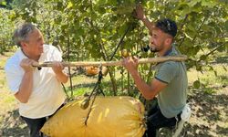 SEYİT TORUN’DAN FINDIK REKOLTESİ AÇIKLAMASINA TEPKİ