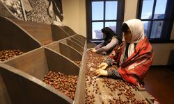 TÜRKİYE’NİN İLK FINDIK MÜZESİ ZİYARETÇİ AKININA UĞRUYOR