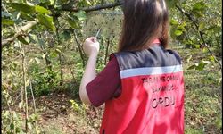 KOKARCA MÜCADELESİ DEVAM EDİYOR