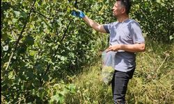 ORDU’DA FINDIKTA PESTİSİT DENETİMİ YAPILDI