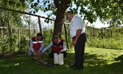 KAHVERENGİ KOKARCA'YA KARŞI FEROMON TUZAKLI MÜCADELE BAŞLADI