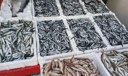 ORDU'DA BALIK FİYATLARI TEZGAHLARDA YÜZLERİ GÜLDÜRÜYOR