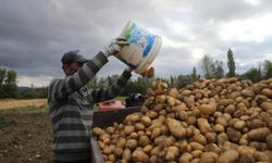 ORDU’DA PATATES HASADI BAŞLADI