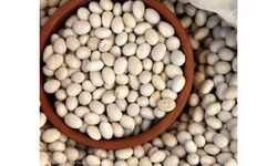 DÜNYACA ÜNLÜ AKKUŞ FASULYESİ TÜRKİYE’NİN 81 İLİNDE!