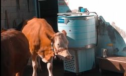 SÜT ÜRETİCİSİNE DESTEK SÜRÜYOR
