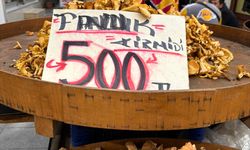 ORDU’DA TAVUK KİRMİTİ 500 TL’YE ULAŞTI