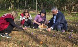 PERŞEMBE İLÇESİNDE SAFRAN HASADI BAŞLADI