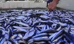 KARADENİZ’DE HAMSİ BOYU KÜÇÜLÜYOR