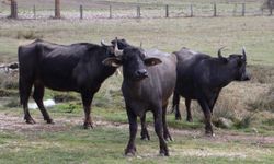 ORDU MANDA YETİŞTİRİCİLİĞİNDE DEV DESTEKTEN YARARLANACAK