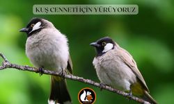 ORDU’DA BETONLAŞMAYA KARŞI YÜRÜYÜŞ ÇAĞRISI