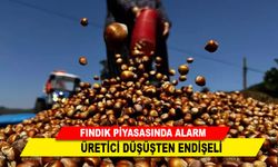 FINDIK PİYASASINDA ALARM