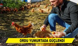 ORDU YUMURTADA GÜÇLENDİ