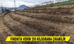 FINDIKTA VERİM 350 KİLOGRAMA ÇIKABİLİR
