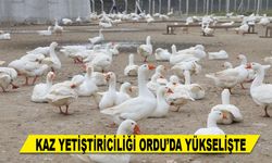KAZ YETİŞTİRİCİLİĞİ ORDU’DA YÜKSELİŞTE