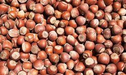 FERRERO’NUN FINDIK ALIMI PİYASAYI HAREKETLENDİREBİLİR!