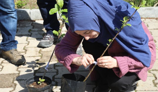 MEYVE AĞAÇLARINDA AŞILAMA KURSU İLGİ GÖRDÜ