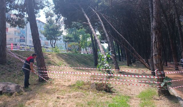 CAN VE MAL GÜVENLİĞİNİ TEHDİT EDEN AĞAÇLARA MÜDAHALE EDİLECEK