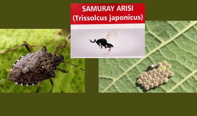 ORDU’DA SAMURAY ARILARIYLA KAHVERENGİ KOKARCA MÜCADELESİ SÜRÜYOR