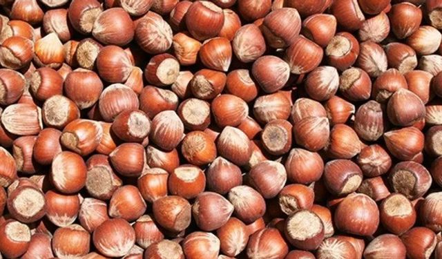 FINDIK YEVMİYE ÜCRETİ NE KADAR OLMALI?