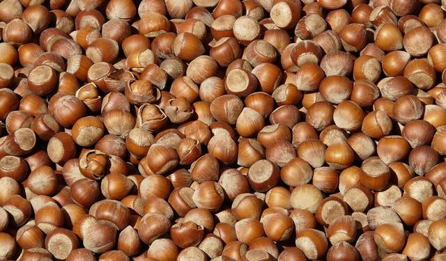 FINDIK FİYATLARINDA DALGALI SEYİR: GİRESUN VE ORDU’DA 224 TL SEVİYESİ