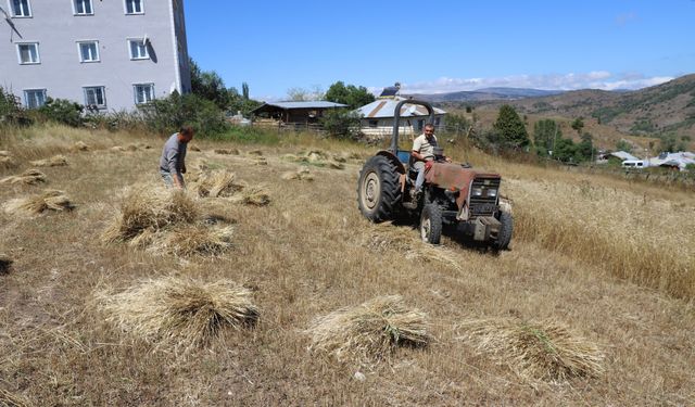 ORDU’DA SİYEZ BUĞDAYI ÜRETİMİ YÜZDE 1500 ARTTI