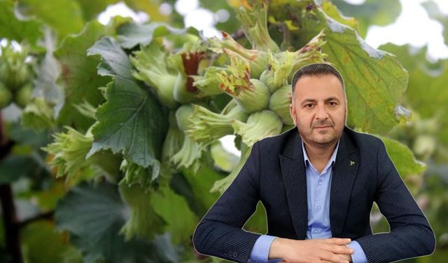 FINDIKTA OYUN BOZULACAK: ULUBEY ZİRAAT ODASI’NDAN AÇIKLAMA