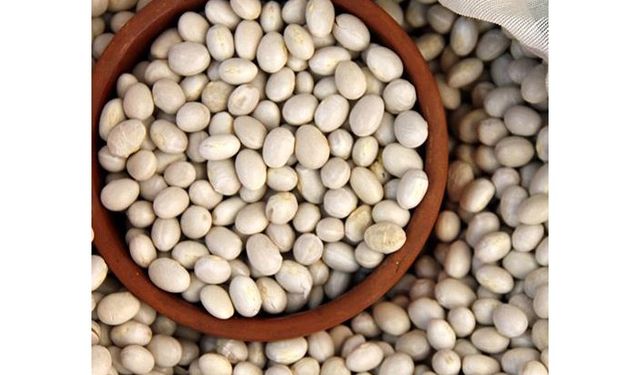 DÜNYACA ÜNLÜ AKKUŞ FASULYESİ TÜRKİYE’NİN 81 İLİNDE!