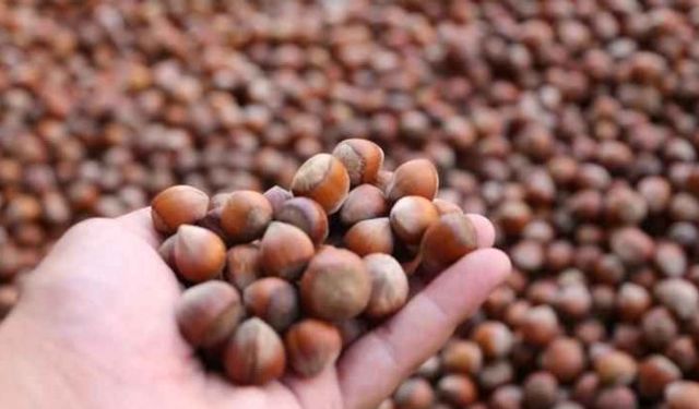 TÜRKİYE, 2025’İN İLK DOKUZ AYINDA 1,6 MİLYAR DOLARLIK FINDIK İHRACATI YAPTI