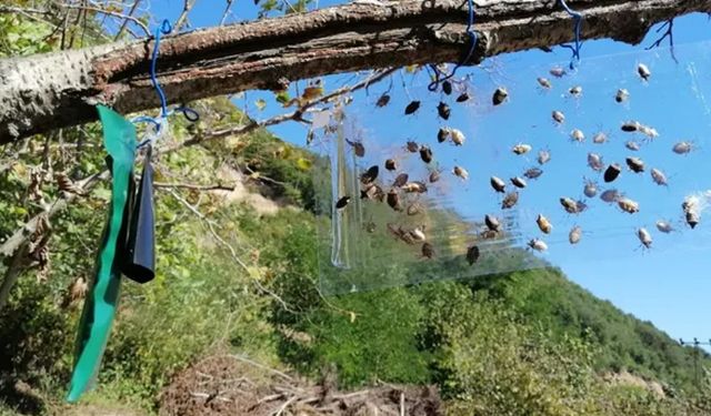 KAHVERENGİ KOKARCA MÜCADELESİ HIZ KESMEDEN DEVAM EDİYOR