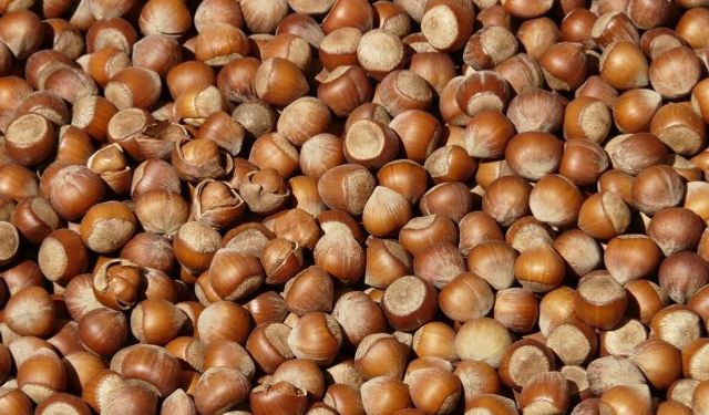 FINDIK PİYASASINDA CANLANMA VAR