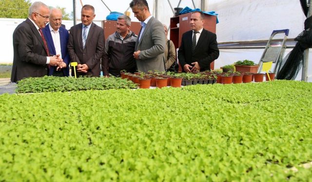 400 BİN KIŞLIK SEBZE FİDESİ DAĞITIMA HAZIR