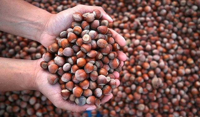 ORDU’DA FINDIK FİYATI 315 TL’YE YÜKSELDİ