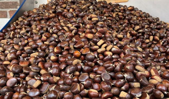 KESTANE FINDIĞIN İKİ KATI FİYATINA SATILIYOR