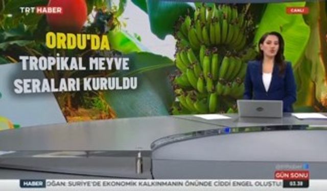 ORDU'DA TROPİK MEYVE ÜRETİMİYLE YENİ BİR DÖNEM BAŞLIYOR