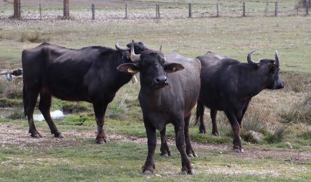ORDU MANDA YETİŞTİRİCİLİĞİNDE DEV DESTEKTEN YARARLANACAK