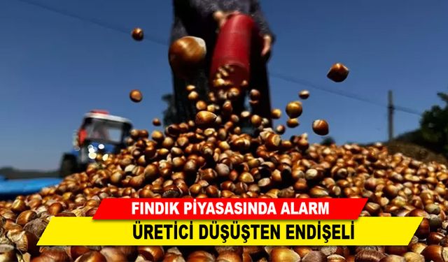 FINDIK PİYASASINDA ALARM