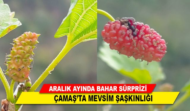 ARALIK AYINDA BAHAR SÜRPRİZİ; ÇAMAŞ’TA MEVSİM ŞAŞKINLIĞI