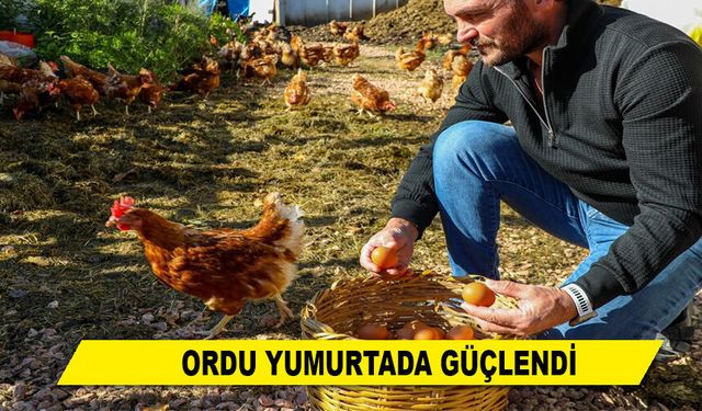 ORDU YUMURTADA GÜÇLENDİ