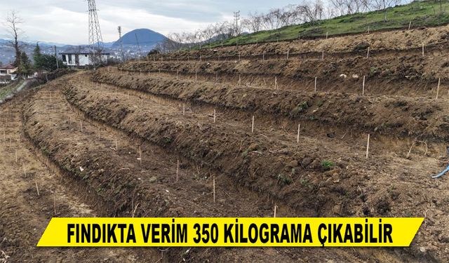 FINDIKTA VERİM 350 KİLOGRAMA ÇIKABİLİR